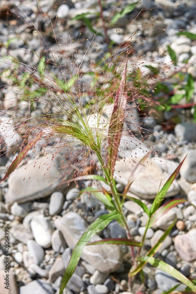 Obraz Panicum capillare