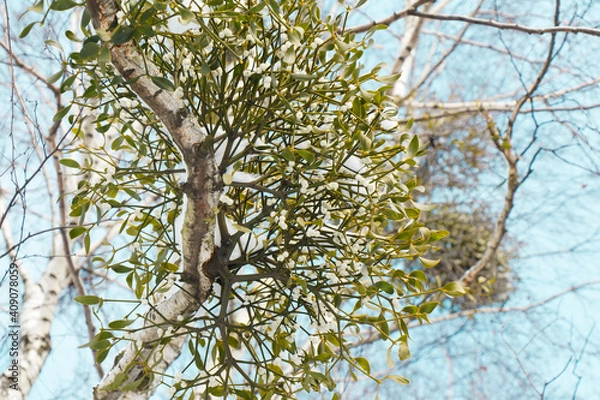 Obraz Close up view on a tree with mistletoe against a clear sky