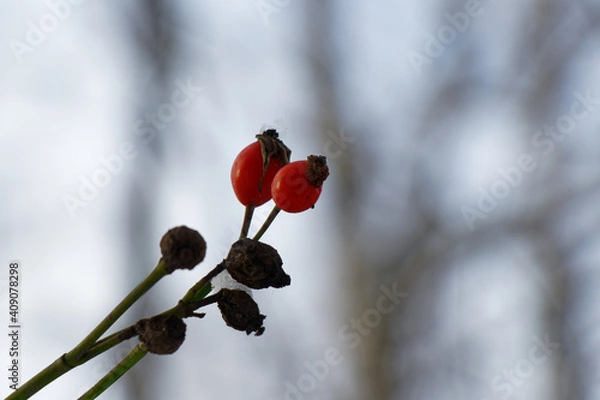 Obraz Close up view on red hawthorn