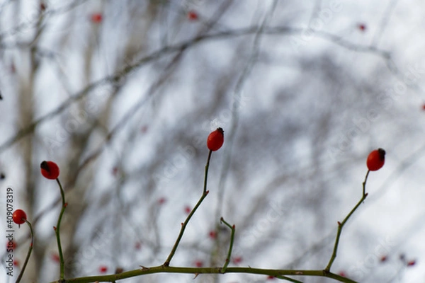 Obraz Close up view on red hawthorn