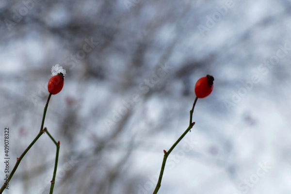 Obraz Close up view on red hawthorn