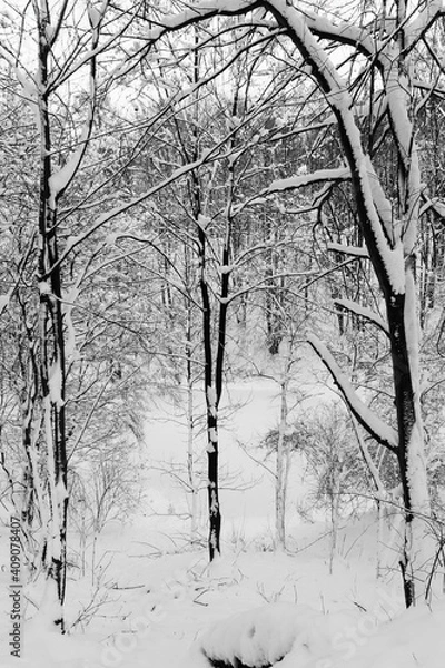 Obraz Snowy forest in winter