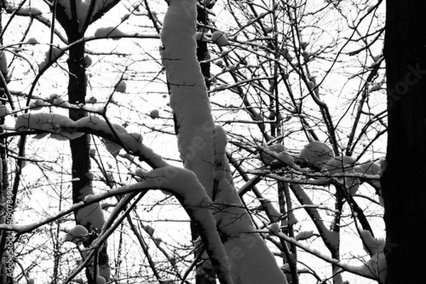 Obraz Snowy forest in winter