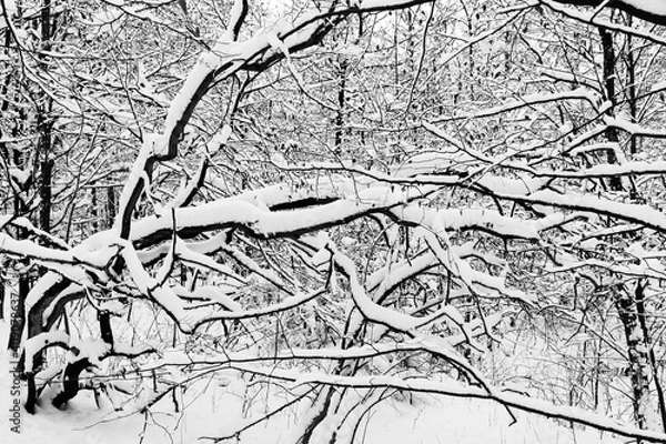 Obraz Snowy forest in winter