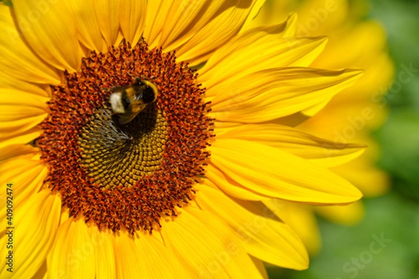 Obraz Sonnenblume mit Hummel