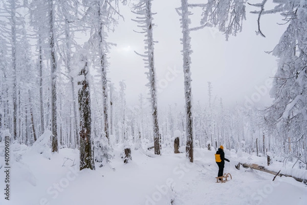 Obraz Snowlandscape and snowed trees on the Brocken in Harz in Germany 