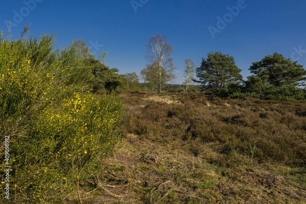 Obraz Lüneburger Heide