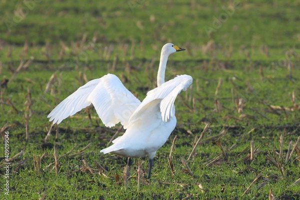Obraz Whooper Swan spreading wings