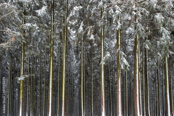 Obraz Neige dans les sapins