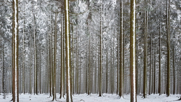 Obraz Neige dans les sapins