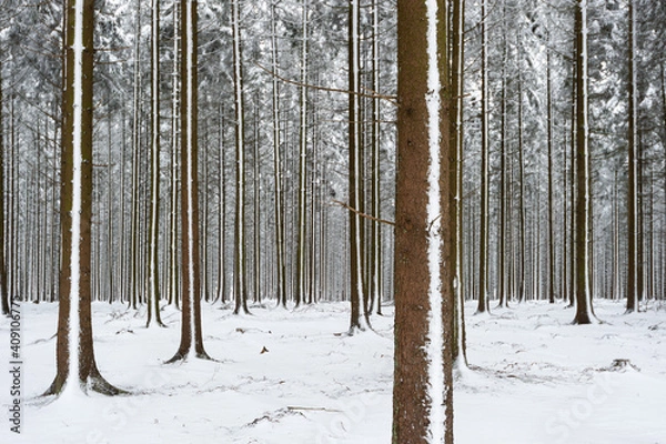 Obraz Neige dans les sapins