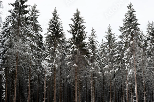 Obraz Neige dans les sapins