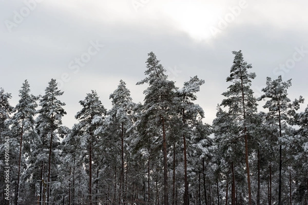Obraz Neige dans les sapins