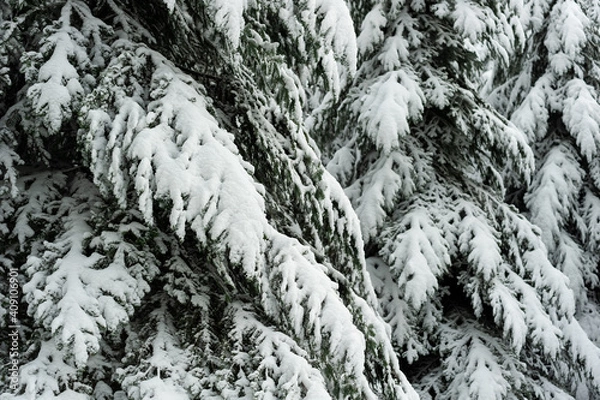 Fototapeta Neige dans les sapins
