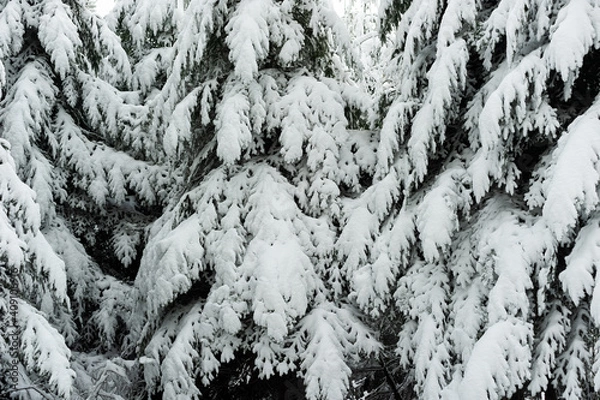 Obraz Neige dans les sapins