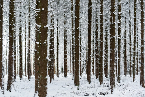 Obraz Neige dans les sapins