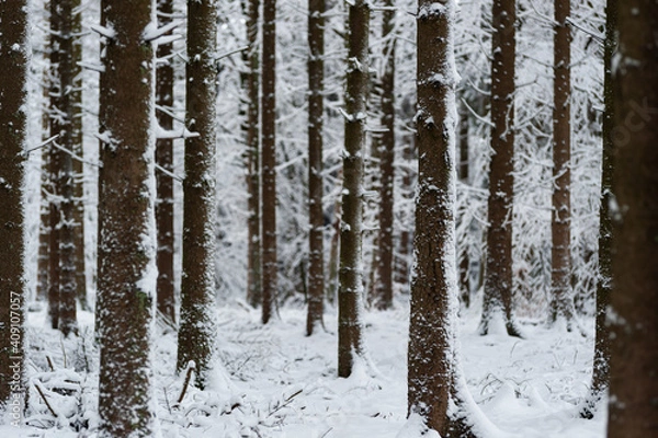 Obraz Neige dans les sapins