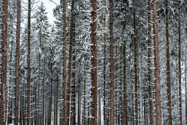 Obraz Neige dans les sapins