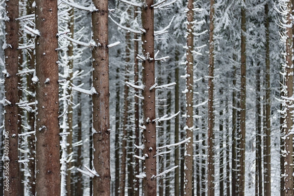 Obraz Neige dans les sapins