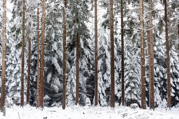 Obraz Neige dans les sapins