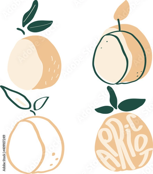 Fototapeta Apricot garden fruit modern flat vector illustration, simple and minimalistic set of apricots for print and web design