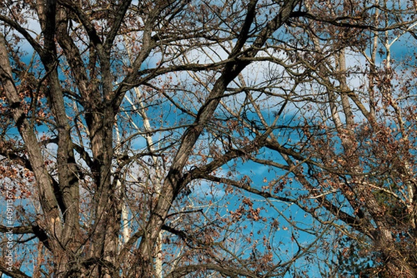 Obraz Tree branches against blue sky.