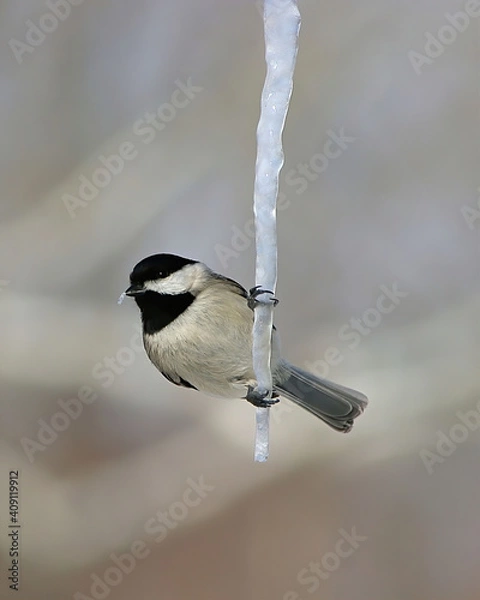Obraz Chickadee on Icicle