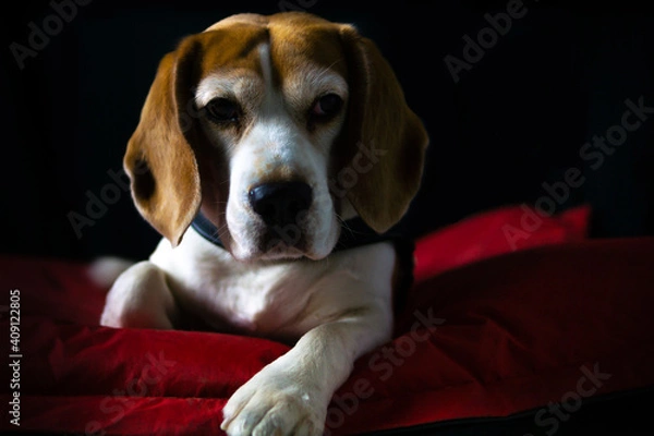 Fototapeta beagle
