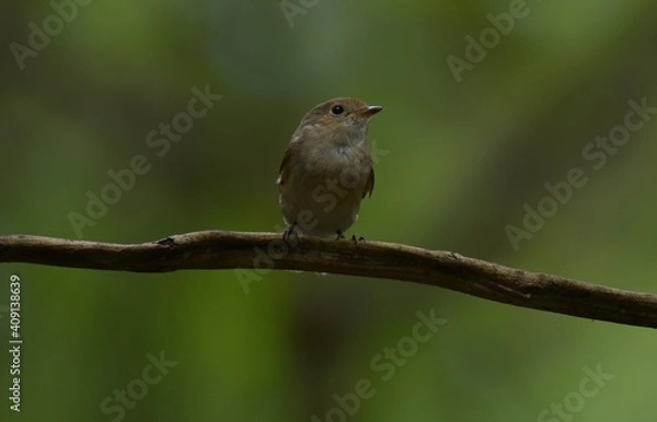 Fototapeta Black mouth, head and upper body, grayish brown, black tail, outer double tail base white, lower body grayish white.