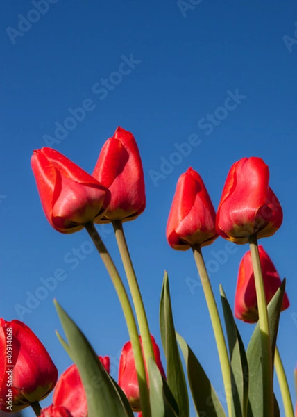 Obraz Red Tulips