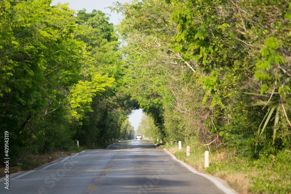 Obraz tunel de árboles