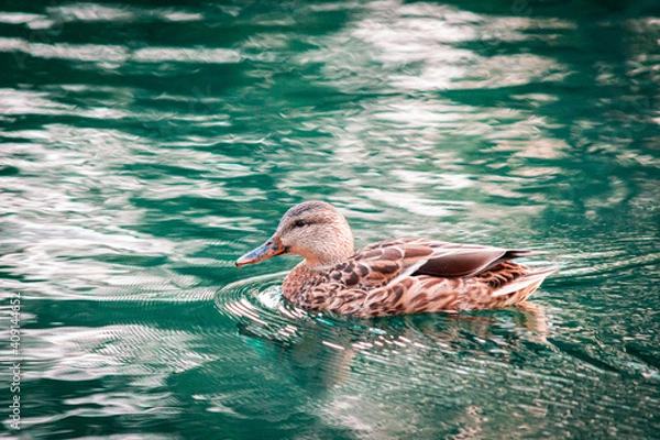 Obraz Pato jaspeado café