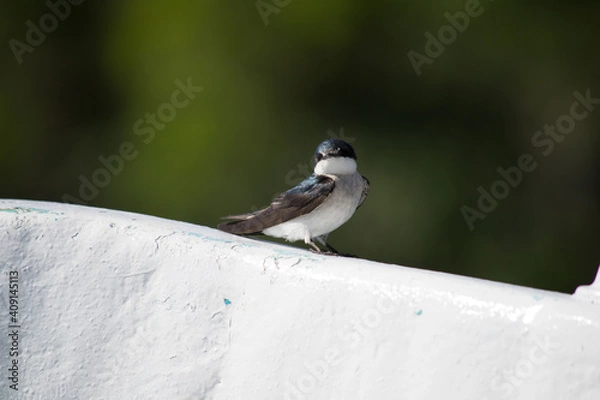 Obraz pajarito fisgón