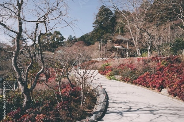 Fototapeta 冬の勝尾寺