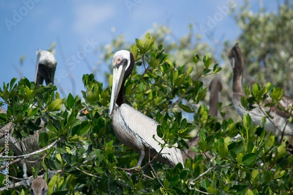 Obraz Pelícano en árbol
