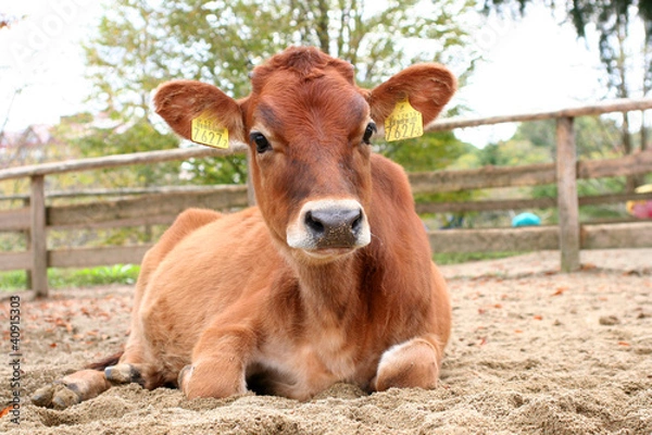Obraz 寝そべるジャージー牛のこども