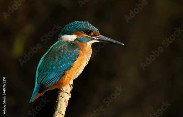 Fototapeta Сommon kingfisher, Alcedo atthis. The bird sits on an old dry branch above the river
