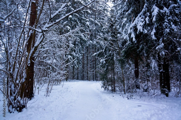 Fototapeta winter forest with snow 