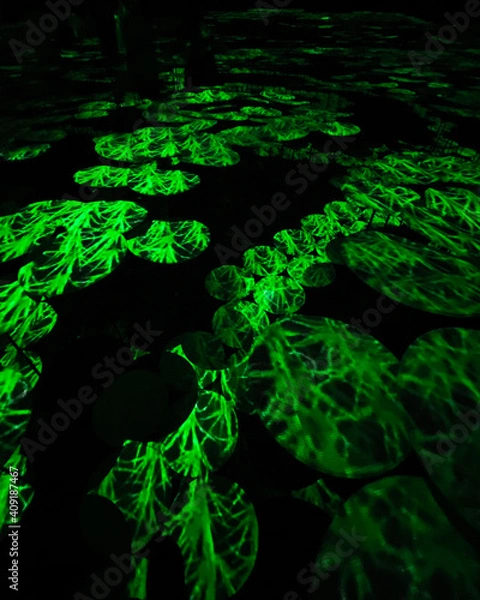 Fototapeta ライトで映る自然