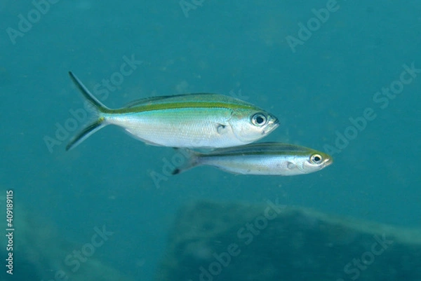 Fototapeta ササムロ