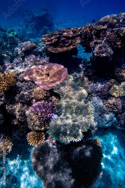 Obraz diving over the coral reef 