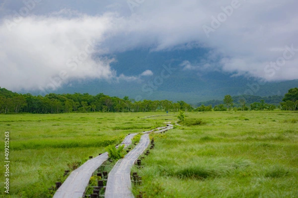 Obraz Marshland and Wooden Path