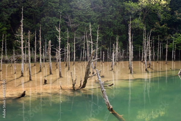 Obraz 一の俣桜公園
