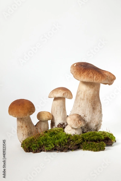 Obraz Group porcini on light  background. White edible wild mushrooms stands on a moss stand. Boletus edulis  or Mushroom of Cep isolated on white background close up. Illustration of a kind of mushroom.