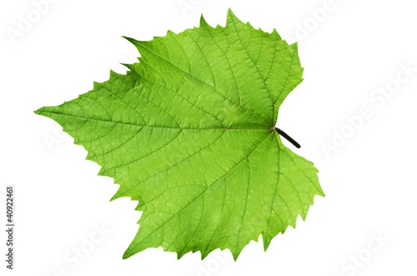 Fototapeta Grape leaf