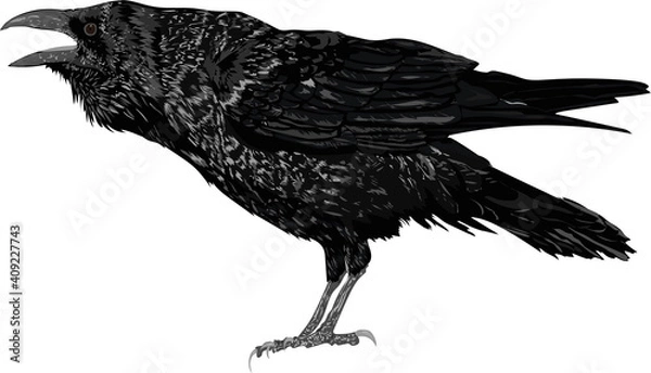 Obraz Realistic vector raven - Vector isolated