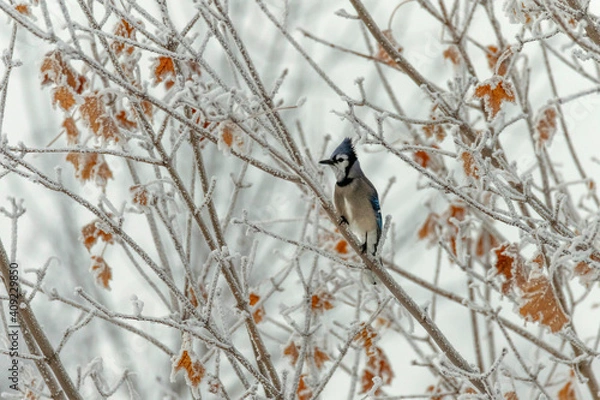 Fototapeta bird on a branch