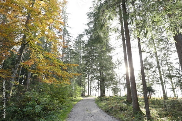 Obraz path in the woods
