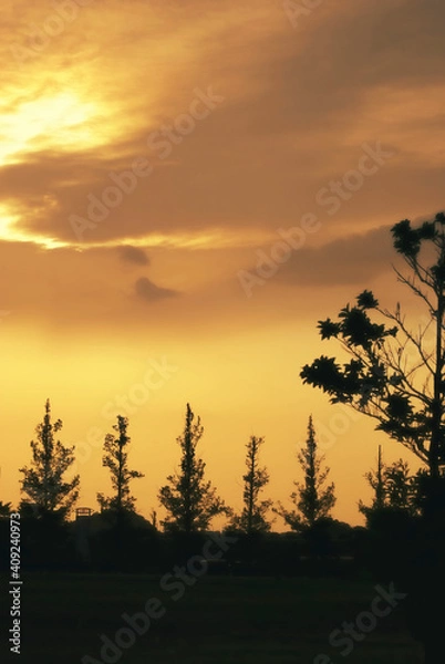 Obraz 夕暮れ時の木々のシルエット
