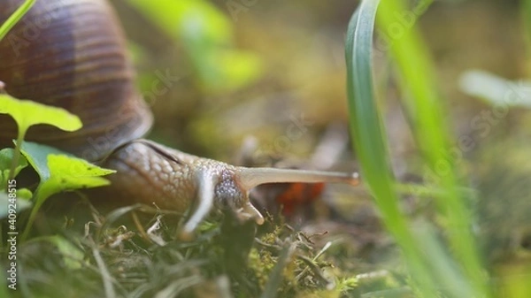 Fototapeta Snail on ground level macro photo
